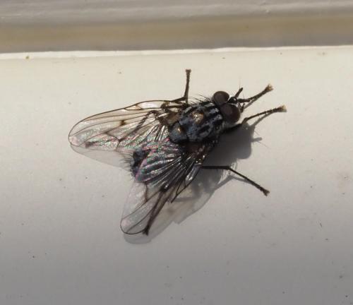 Réf. 247 860 : Phaonia trimaculata
